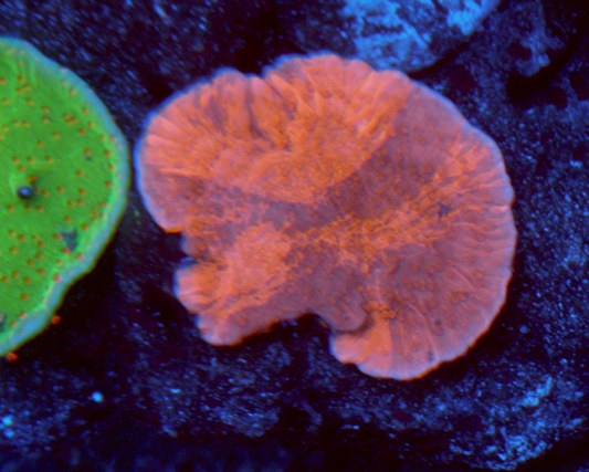 Deadpool Grafted Montipora Cap Acropora SPS Coral