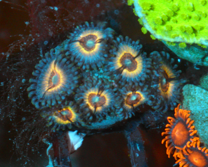 Sonic Flare Vamp Zoanthids Coral Reef Fish Aquarium