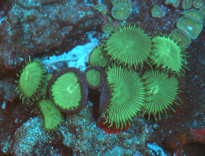 Radioactive Green Palythoa Zoanthids Aquarium
