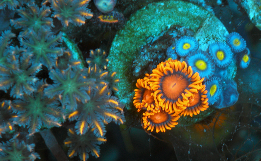 Blue AOI Bambam Zoanthids Coral Reef Aquarium Saltwater
