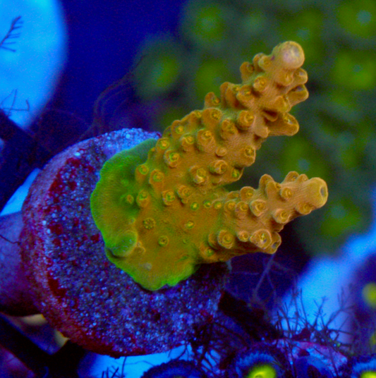TGC Creamsicle Orange Acropora SPS Coral Reef 2