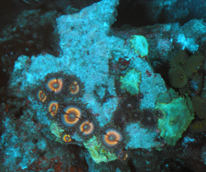 Sonic Flare Mermaid Dreams Mushrooms Reef Aquarium
