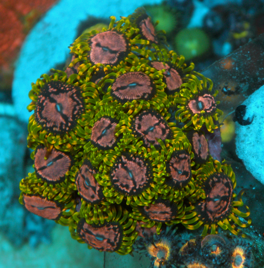 WWC Purple Space Monster Zoanthids Coral