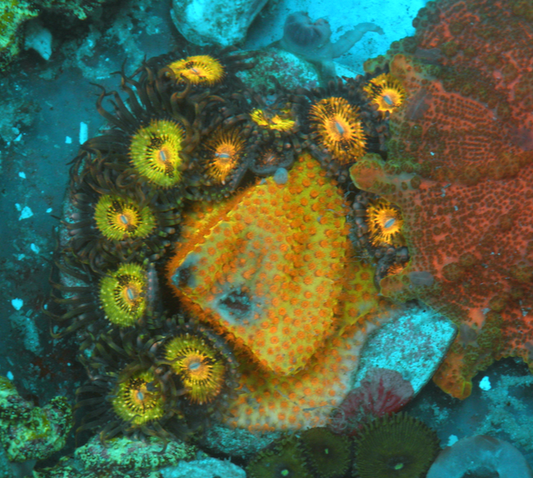 Jason Fox Burning Banana Stylocoeniella Coral Reef Aquarium