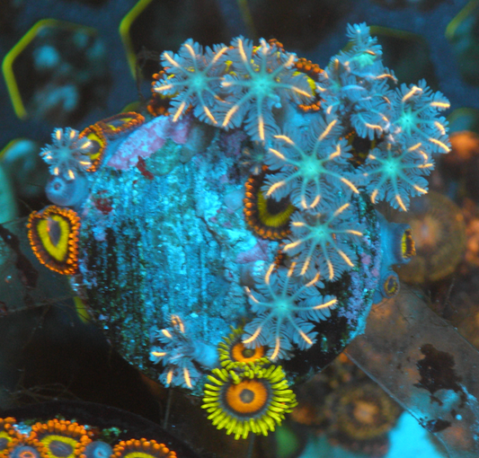 Big Orange Firework Clove Polyps Zoanthids