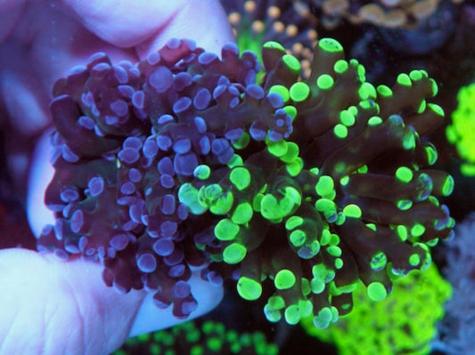 50/50 Split Neon Bicolor and Violet Crystal Frogspawn Coral Reef Aquarium
