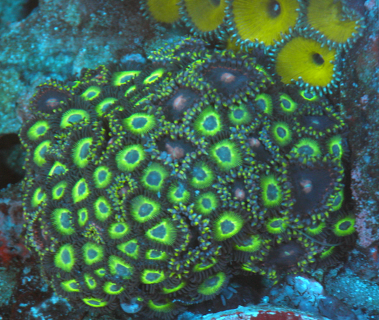 Bob Marley Reverse Rasta Zoanthids Zoas Coral Reef Colony