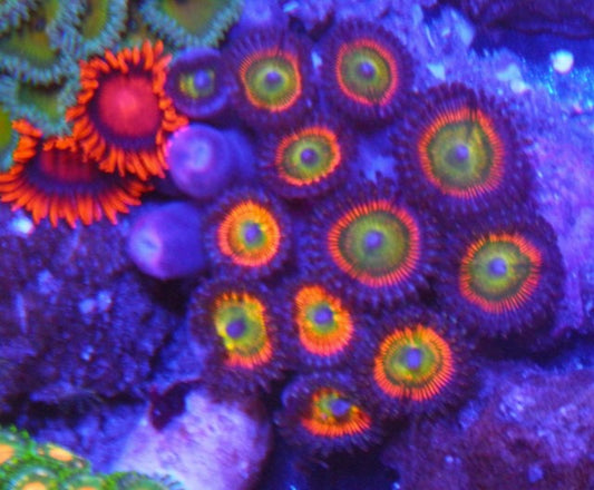 Sunny D Rainbow Zoanthids Coral Reef Aquarium