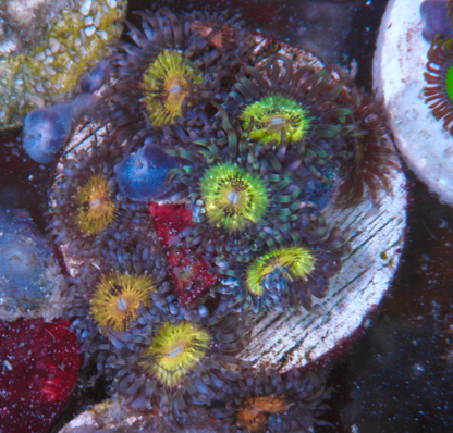 Pink Gold Zoanthids Aquarium Coral Reef