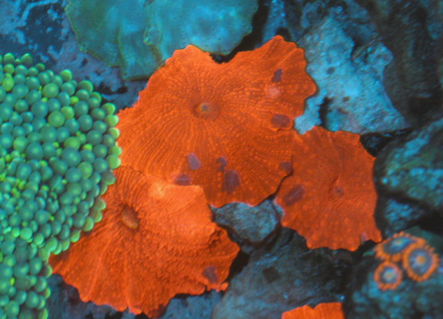 Nuclear Red Discosoma Mushrooms Coral Aquarium 3