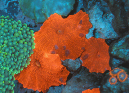 Nuclear Red Discosoma Mushrooms Coral Aquarium 3