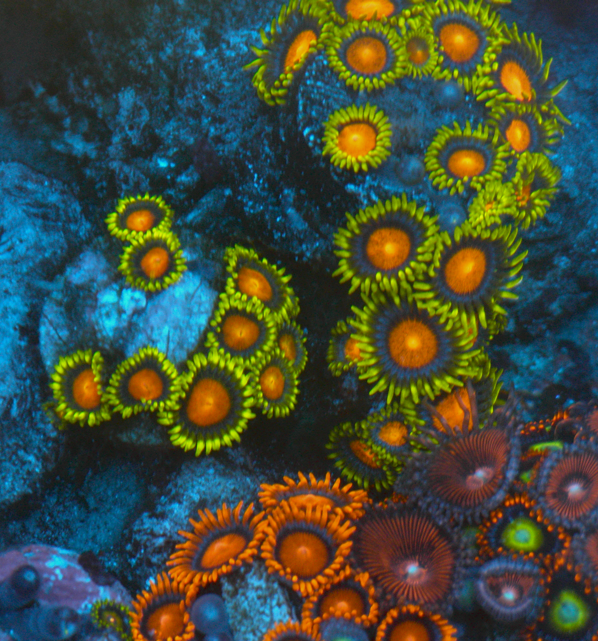 Dragon Eye Yellow Brick Road Zoanthids Coral Reef Aquarium 3