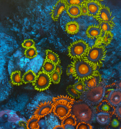 Dragon Eye Yellow Brick Road Zoanthids Coral Reef Aquarium 3