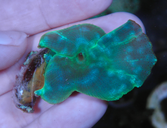 Aquamarine Turquoise Discosoma Mushrooms Aquarium