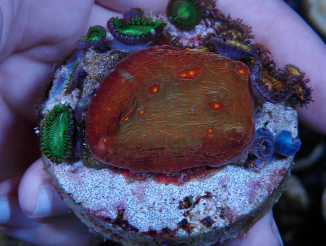 Diablo Chalice Pink Gold Zoanthids Aquarium Coral