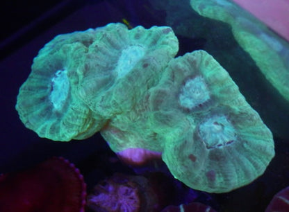 Aquamarine Trumpet Coral Coral Reef Saltwater Aquarium Beginner LPS