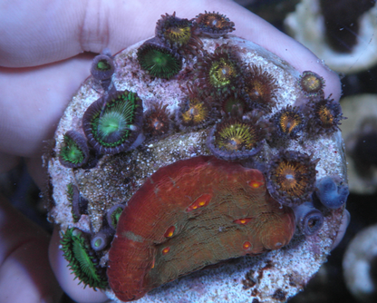 Diablo Chalice Pink Gold Zoanthids Aquarium Coral
