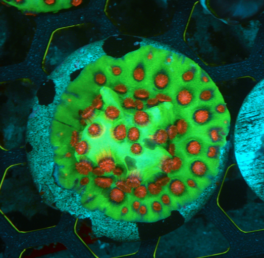 Christmas Bells Cyphastrea Coral