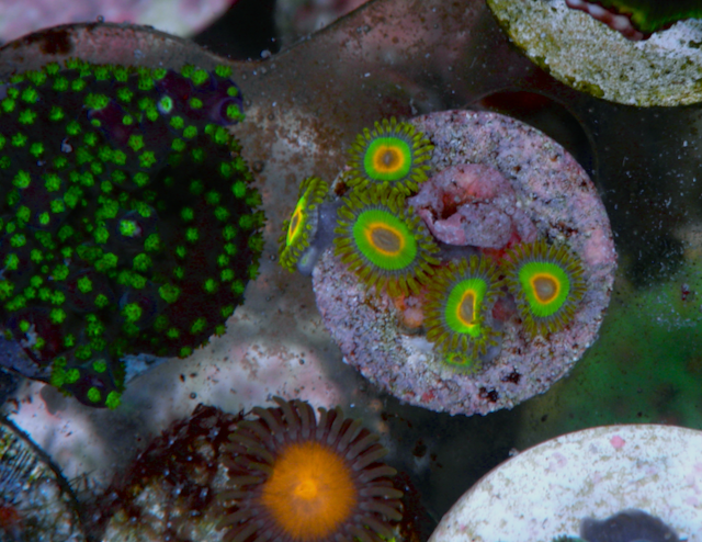 Glowing Rasta Rastafarian Zoanthids Coral Reef Saltwater Aquarium 2 - Reef Gardener