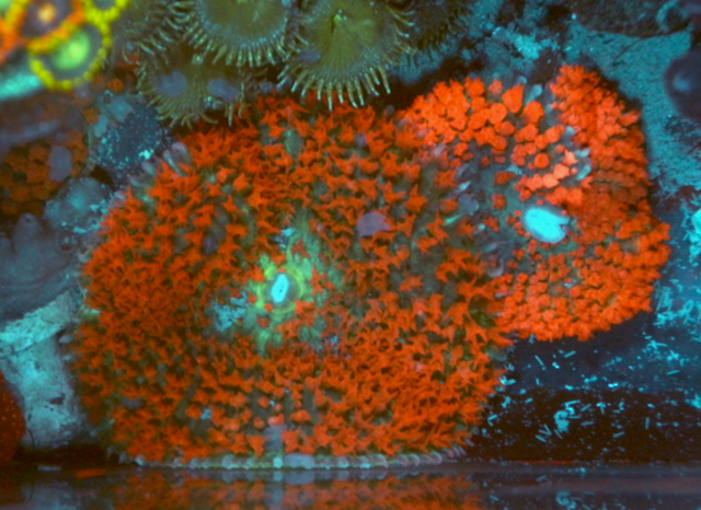 Red Sanctithomae St Thomas Mushroom Coral Reef