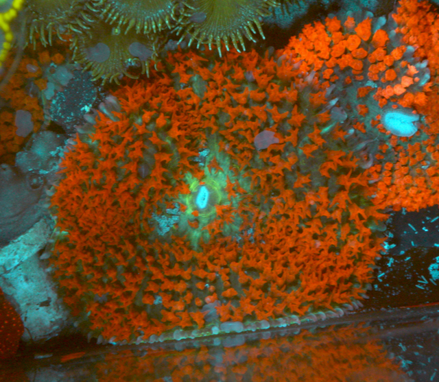 Huge Red Sanctithomae St Thomas Bounce Mushroom Aquarium