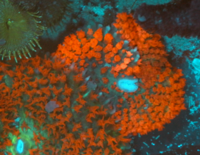 Red Sanctithomae St Thomas Mushroom Coral Reef