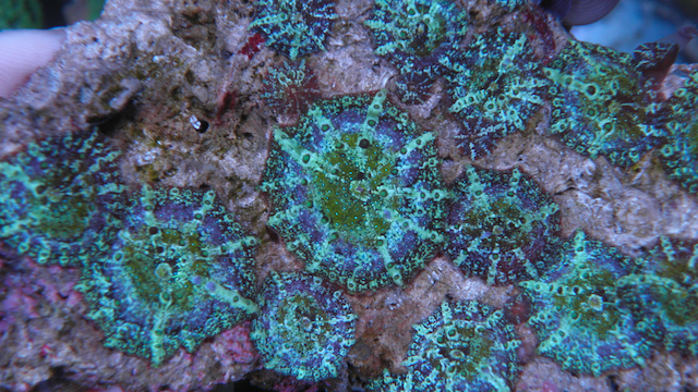 Mermaid Dreams Discosoma Mushrooms Aquarium Colony