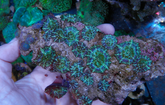 Mermaid Dreams Discosoma Mushrooms Aquarium Colony