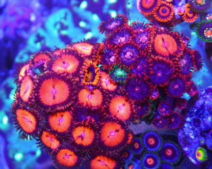 Bloodsucker, Fireball, and Blondie Zoanthids Coral Reef Aquarium