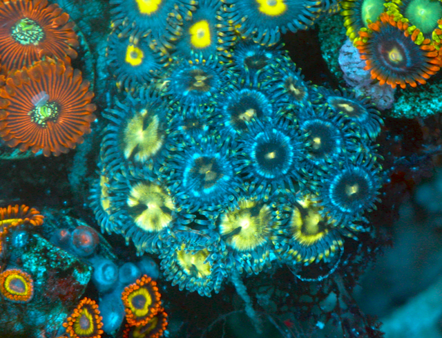 Blue Dream Vice Zoanthids Zoa Coral