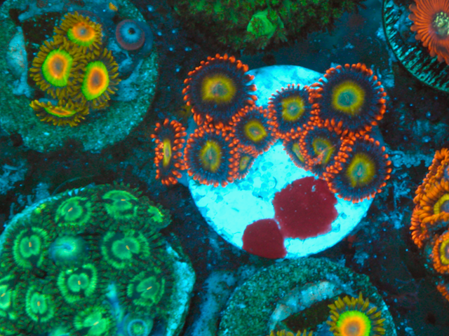 Circus Orange Yellow Zoanthids Coral Reef 2
