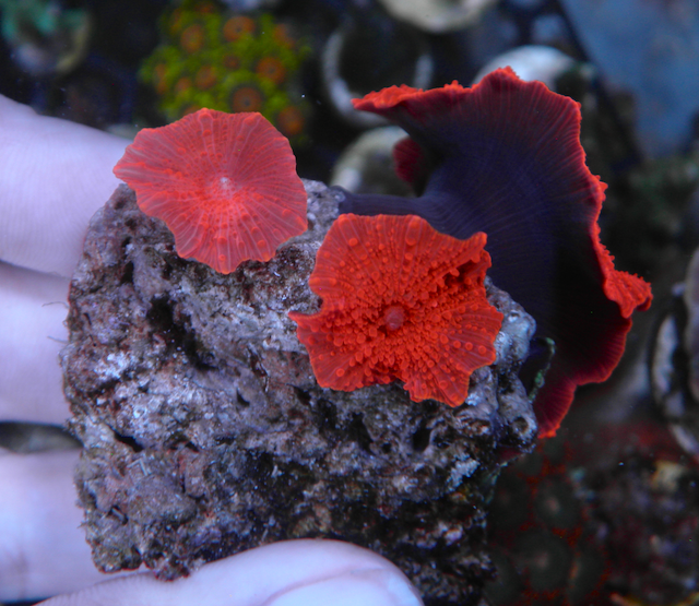 Nuclear Red Discosoma Mushrooms Aquarium