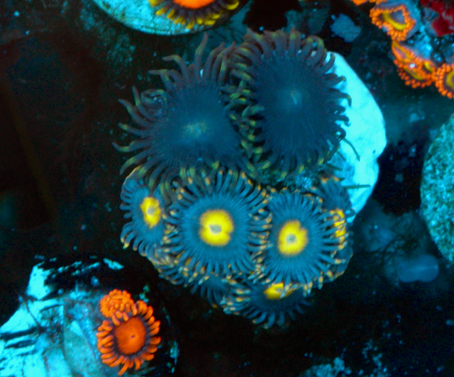 Hyacinth Macaw Vice Zoanthids