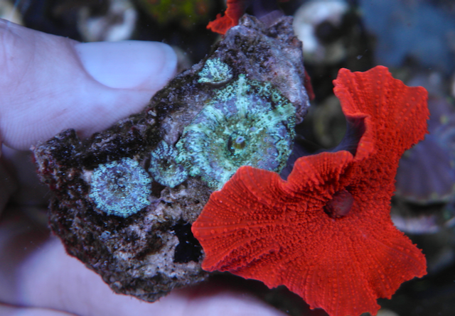 Nuclear Red Discosoma Mushrooms Aquarium