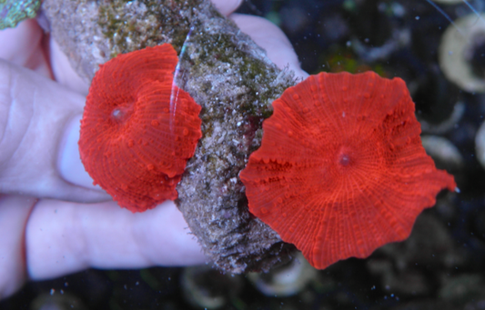 Nuclear Red Discosoma Mushrooms Coral 4