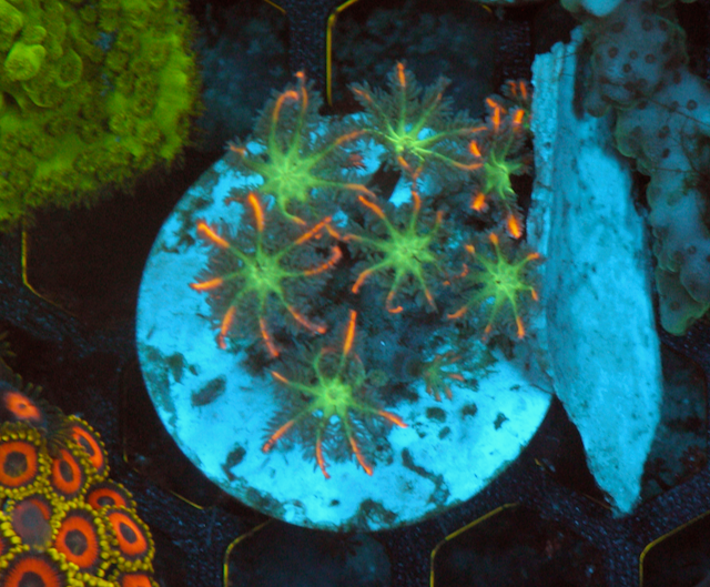 Firework Clove Polyps Zoanthids Coral Reef Aquarium