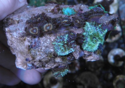Sonic Flare Mermaid Dreams Mushrooms Reef Aquarium