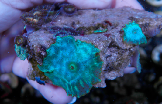 Sonic Flare Mermaid Dreams Mushrooms Reef Aquarium
