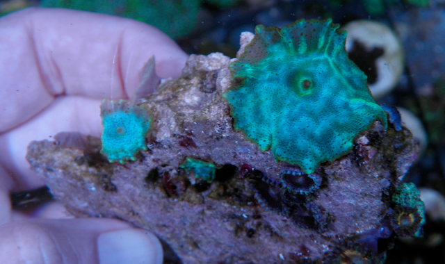 Sonic Flare Mermaid Dreams Mushrooms Reef Aquarium