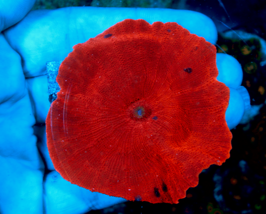 Nuclear Red Discosoma Mushrooms Coral Reef Aquarium