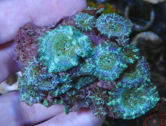 Mermaid Dreams Discosoma Mushrooms Coral Aquarium