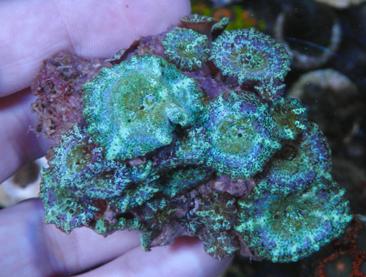 Mermaid Dreams Discosoma Mushrooms Coral Aquarium