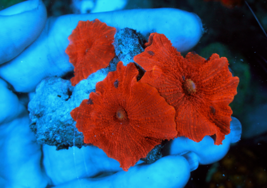 Nuclear Red Discosoma Mushrooms Coral Aquarium 3