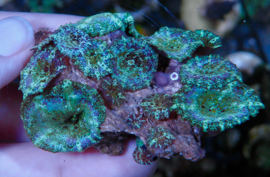 Mermaid Dreams Discosoma Mushrooms Coral Aquarium 2