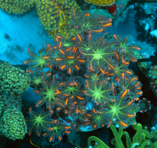 Big Orange Firework Clove Polyps Zoanthids