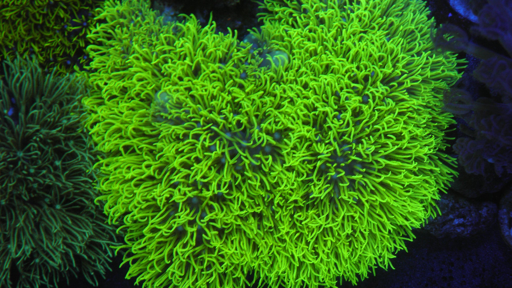 Kryptonite Star Polyps Zoanthid Coral Reef Saltwater Aquarium 2 - Reef Gardener