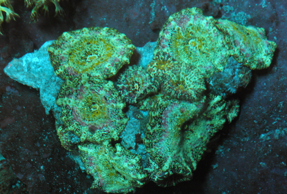 Mermaid Dreams Discosoma Mushrooms Coral Aquarium