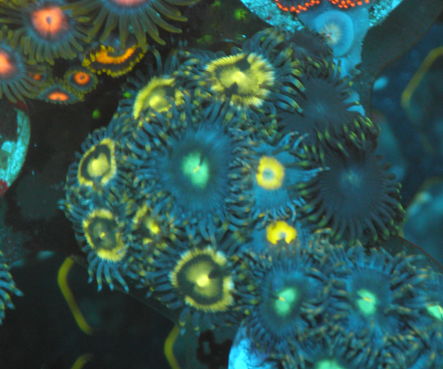 Lunar Landing Blue Zoanthids