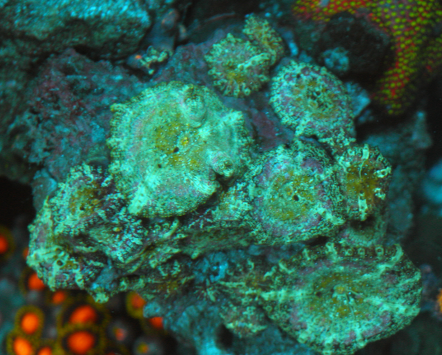 Mermaid Dreams Discosoma Mushrooms Coral Aquarium