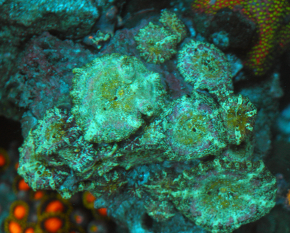 Mermaid Dreams Discosoma Mushrooms Coral Aquarium